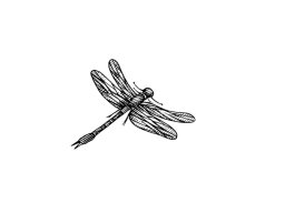 dragonfly art